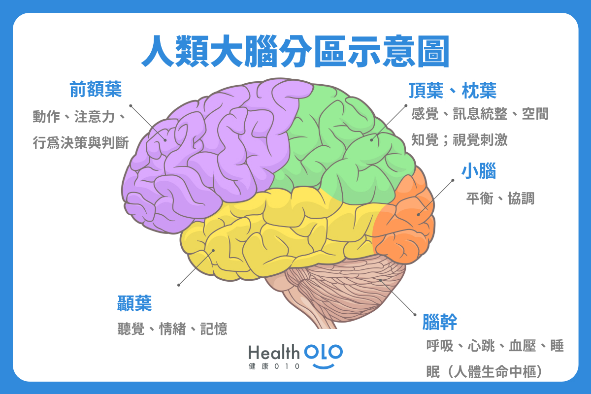 人類大腦分區示意圖