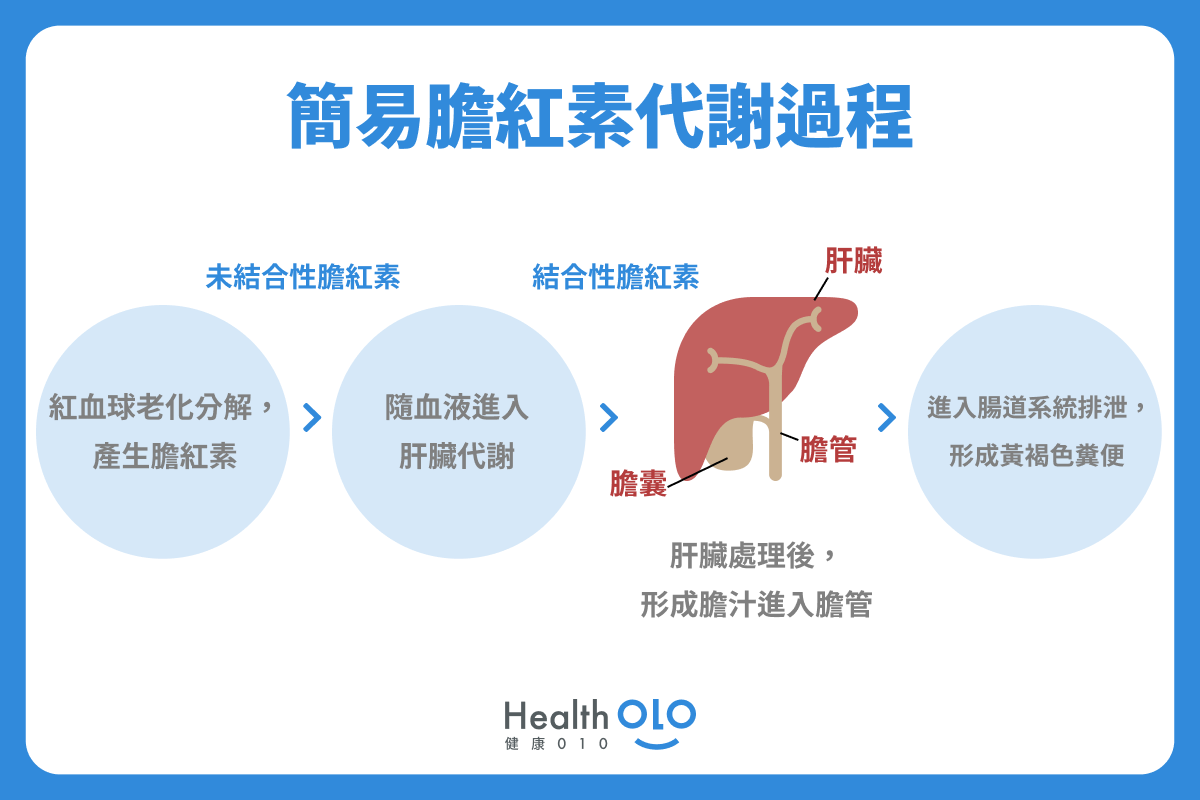 簡易膽紅素代謝過程