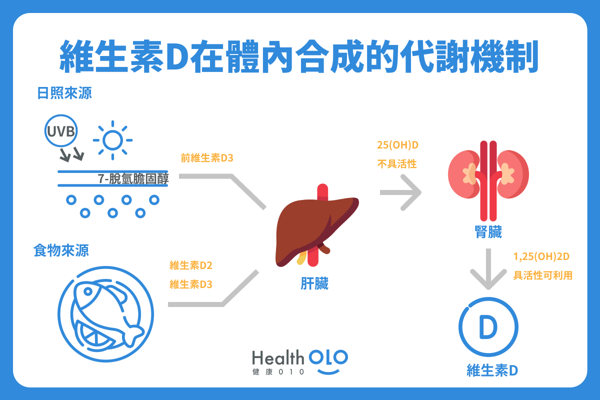 維生素Ｄ在體內合成的代謝機制