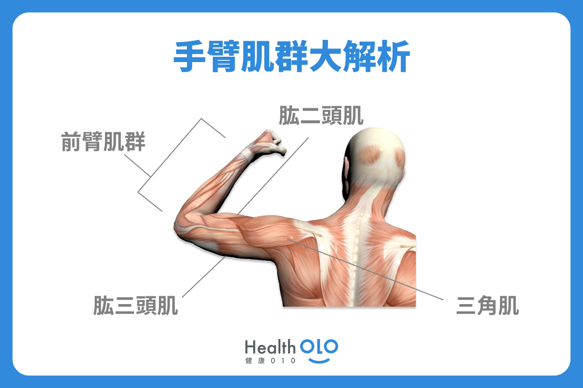 手臂肌群大解析