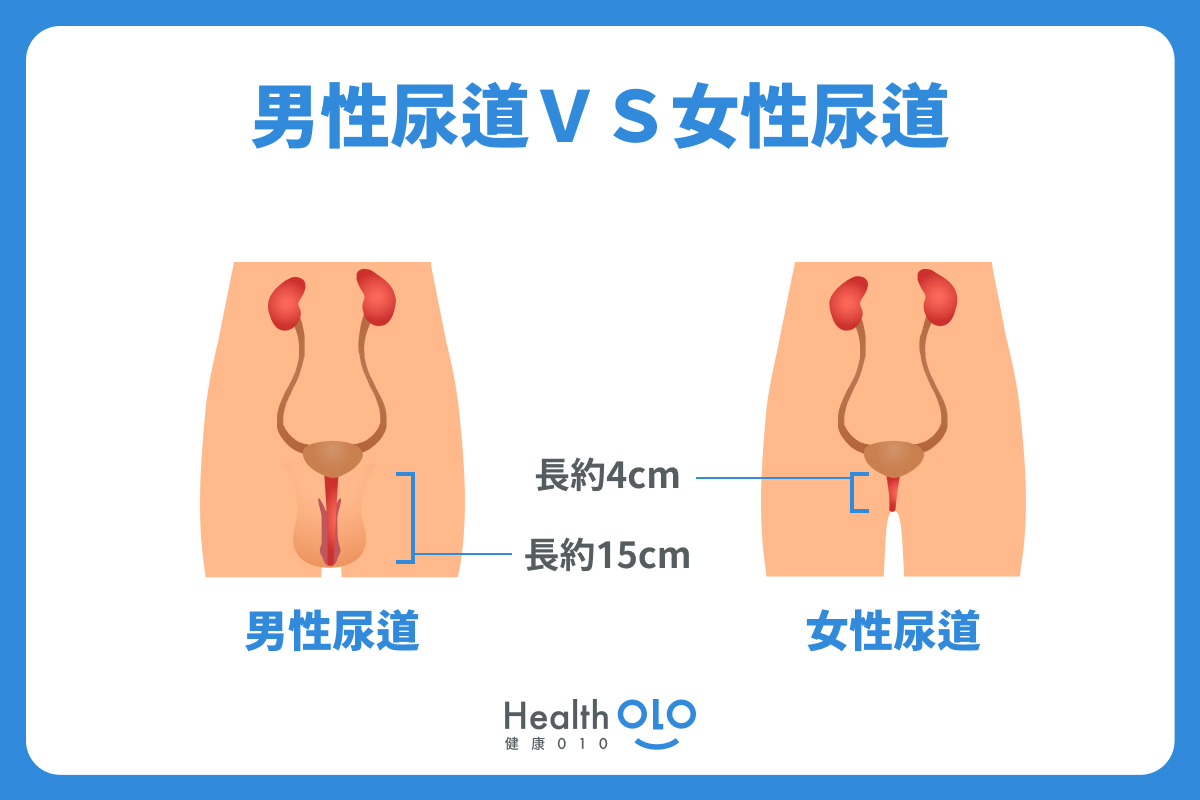 男性尿道VS女性尿道