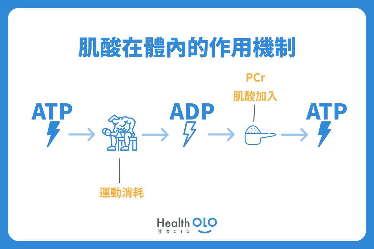 肌酸在體內的作用機制