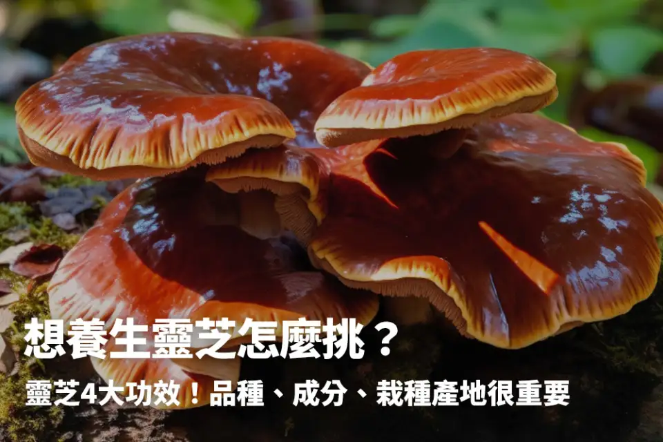 靈芝4大功效！養生靈芝怎麼挑？產地、活性多醣體、子實體很重要