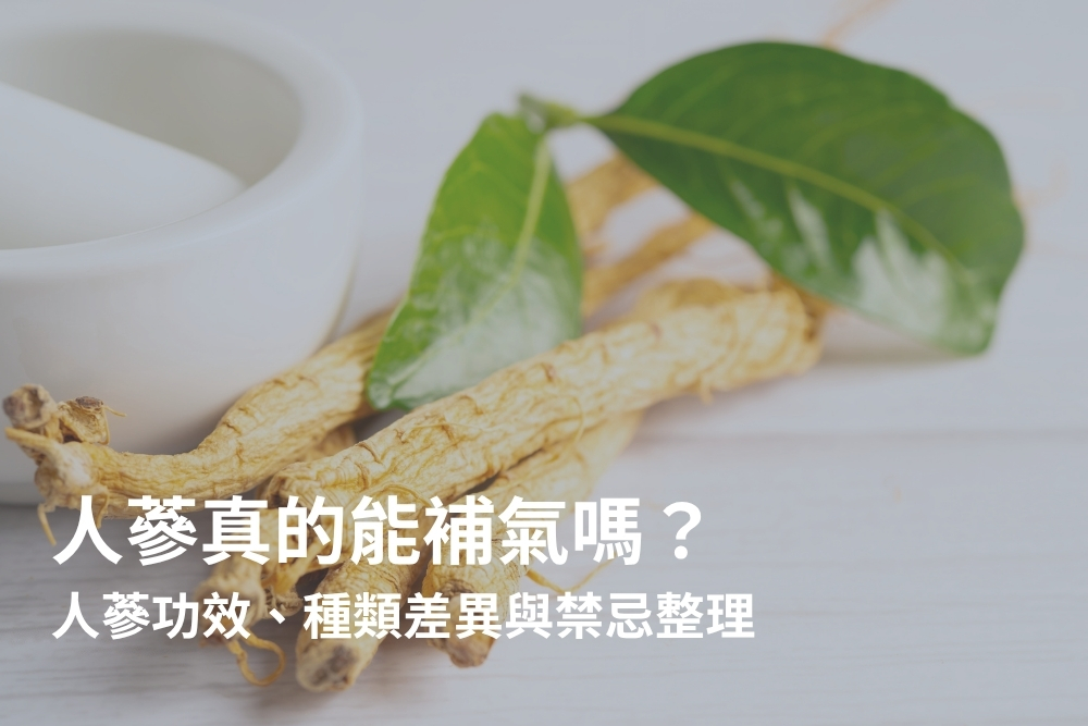 人蔘功效有哪些？6大實證功效，高麗蔘、西洋蔘差異與禁忌一次看